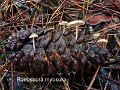 Baeospora myosura-amf483
